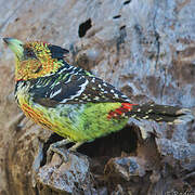 Crested Barbet