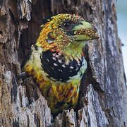 Crested Barbet