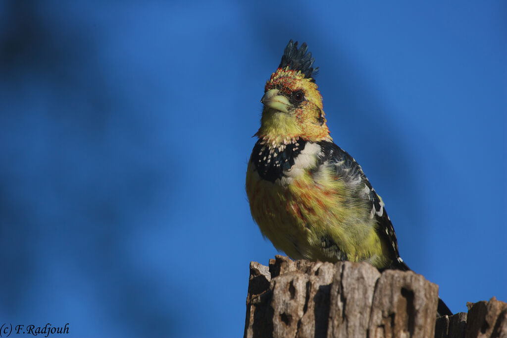 Crested Barbet