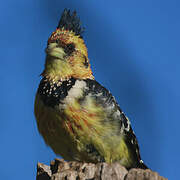 Crested Barbet