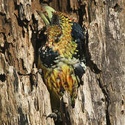 Crested Barbet