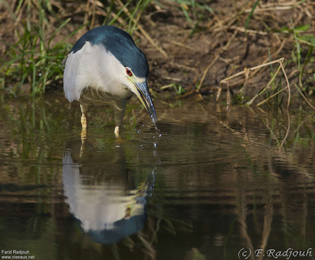 Black-crowned Night Heronadult, fishing/hunting