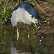 Black-crowned Night Heron