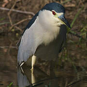 Black-crowned Night Heron