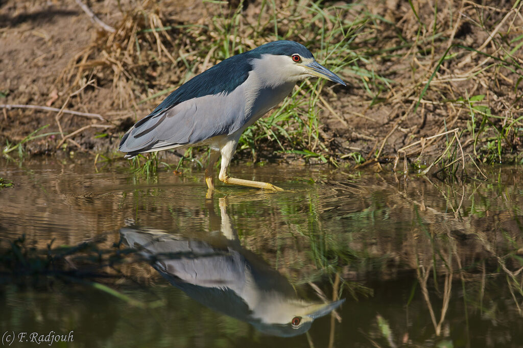 Black-crowned Night Heron