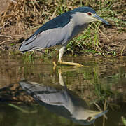 Black-crowned Night Heron