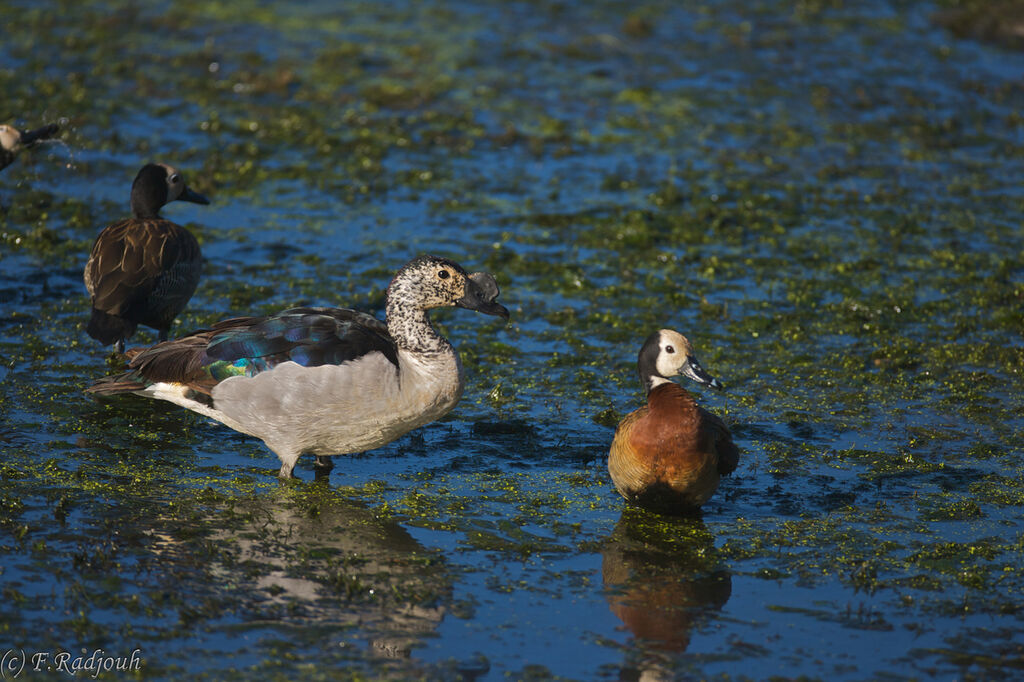 Knob-billed Duck