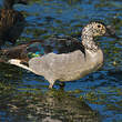 Canard à bosse