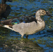 Knob-billed Duck