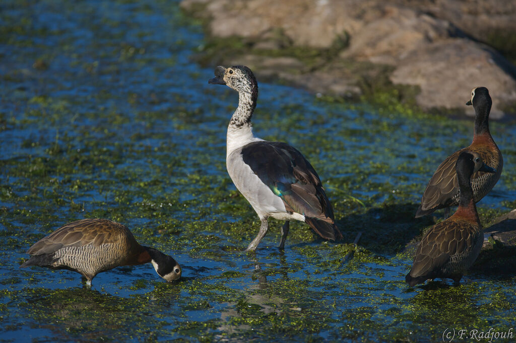 Knob-billed Duck