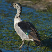 Knob-billed Duck