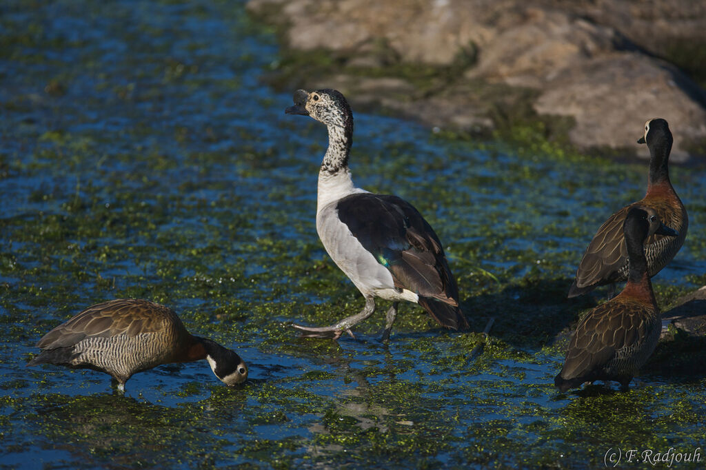 Canard à bosse