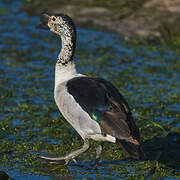 Knob-billed Duck