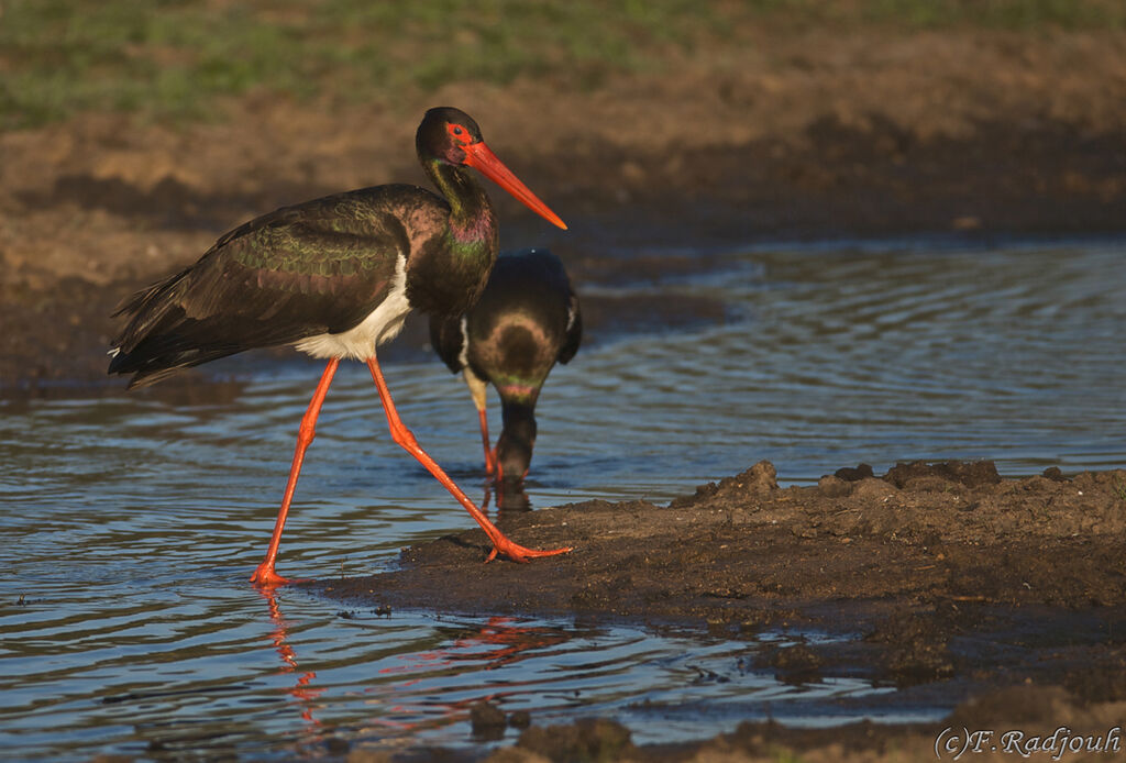 Cigogne noire