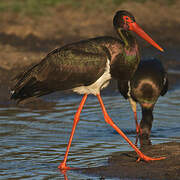 Cigogne noire