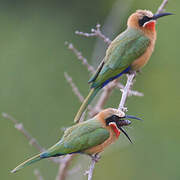 White-fronted Bee-eater