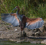 Goliath Heron