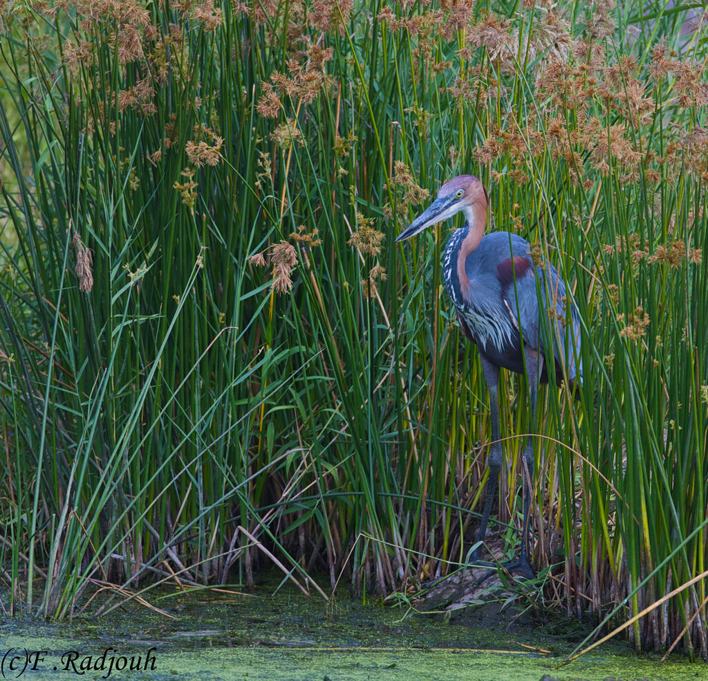 Goliath Heron