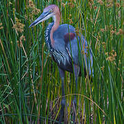 Goliath Heron