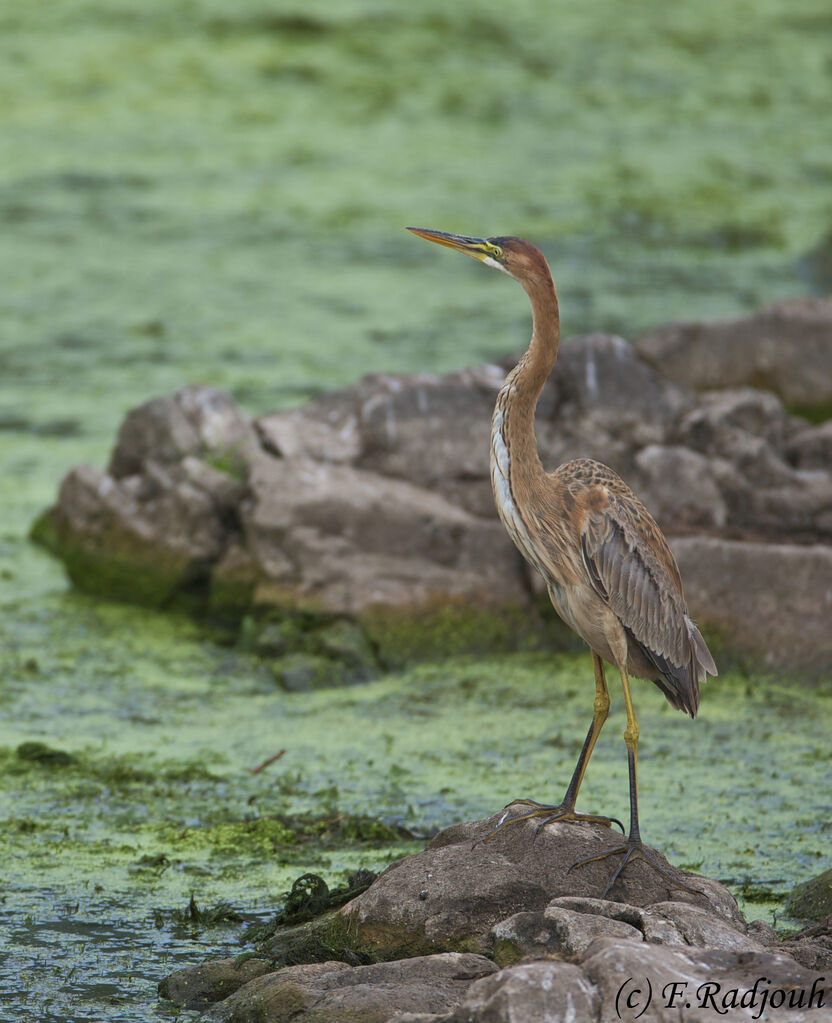 Purple Heron