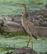 Purple Heron