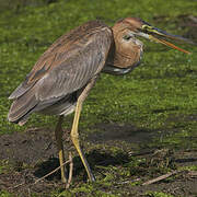 Purple Heron