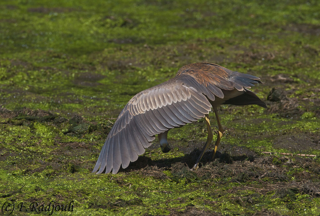 Purple Heron