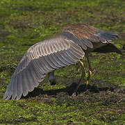 Purple Heron