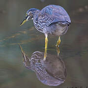 Striated Heron