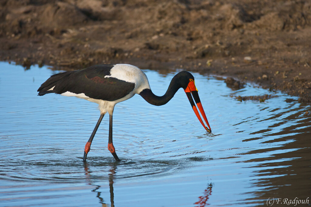 Saddle-billed Stork