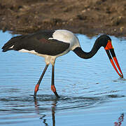 Saddle-billed Stork