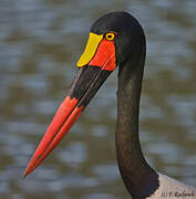 Saddle-billed Stork