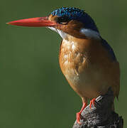 Malachite Kingfisher