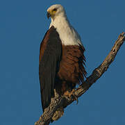 African Fish Eagle