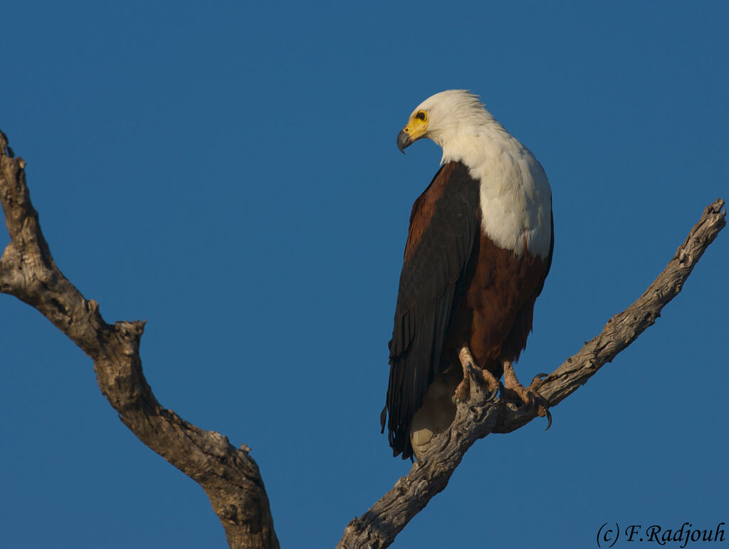 African Fish Eagle