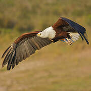 African Fish Eagle