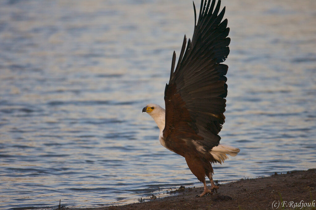 African Fish Eagle