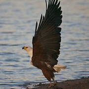 African Fish Eagle