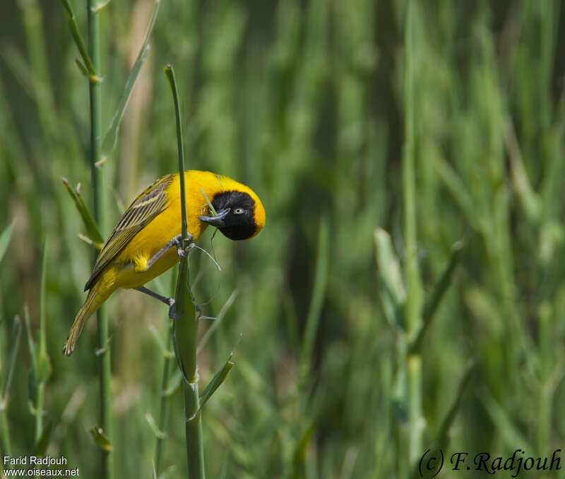 Lesser Masked Weaver male adult, Reproduction-nesting