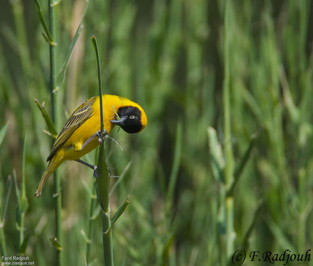 Lesser Masked Weaver male adult, Reproduction-nesting