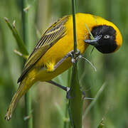 Lesser Masked Weaver