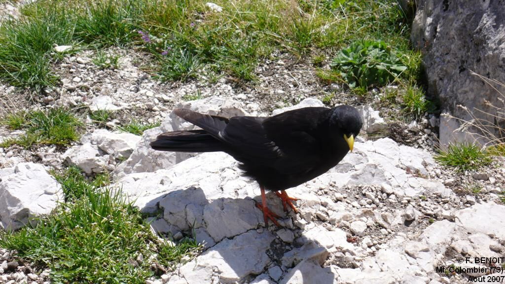 Alpine Chough