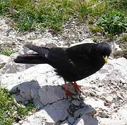 Alpine Chough