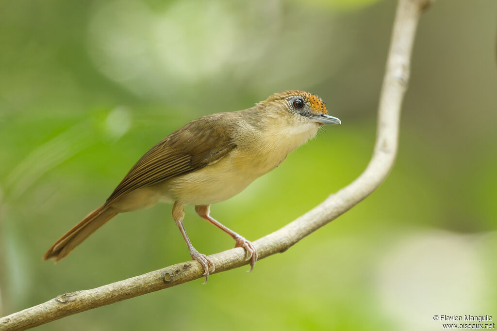 Akalat à calotte maillée