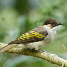 Bulbul à ailes vertes