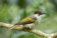 Bulbul à ailes vertes