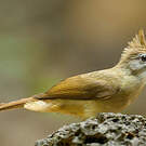 Bulbul ocré