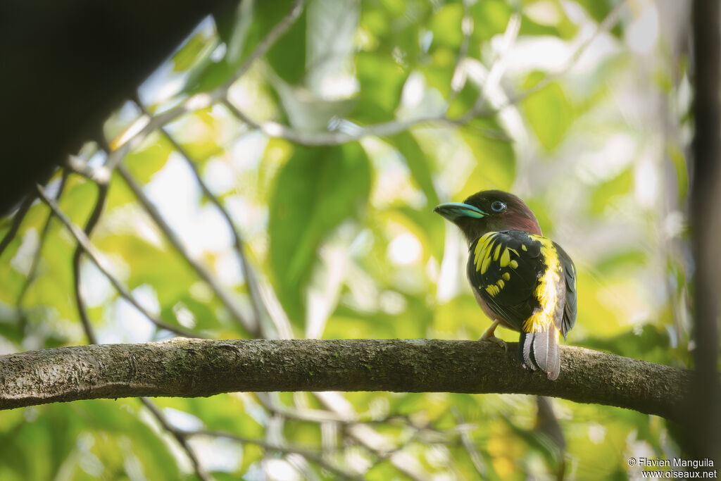 Eurylaime de Horsfield