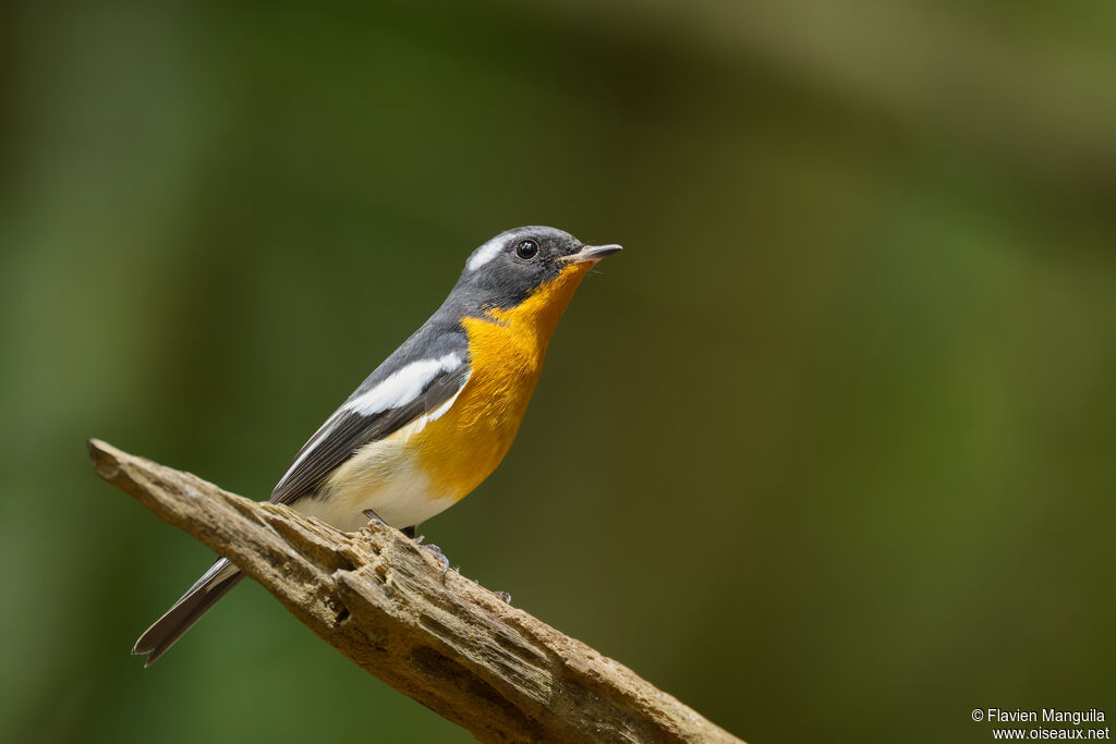 Mugimaki Flycatcher
