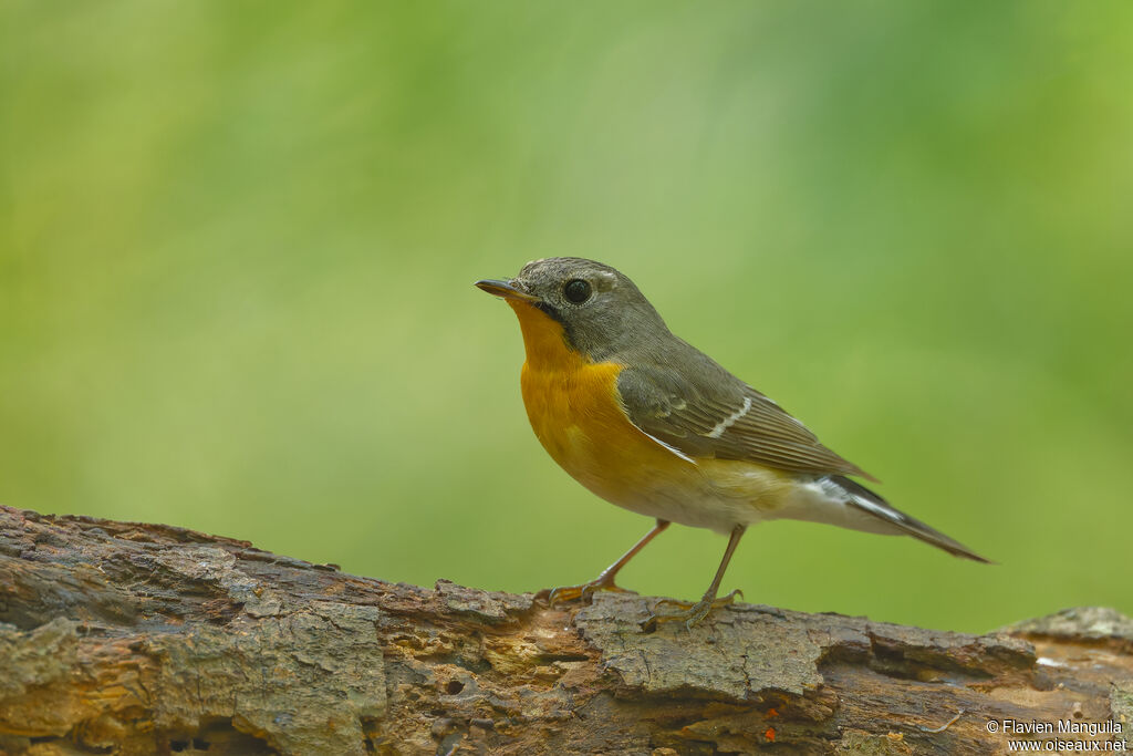 Mugimaki Flycatcher